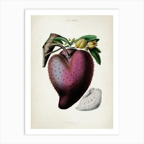 Vintage Denisse 7 Anana Muricata Art Print