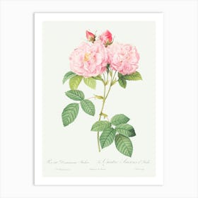 Italian Damask Rose, Pierre Joseph Redoute Art Print