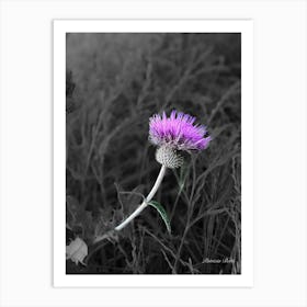 Thistle - Photograph Art Print