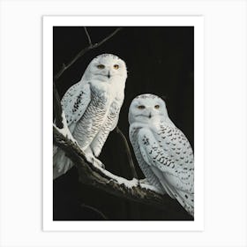 Snowy Owls Art Print