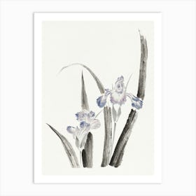 Chinese Iris Art Print