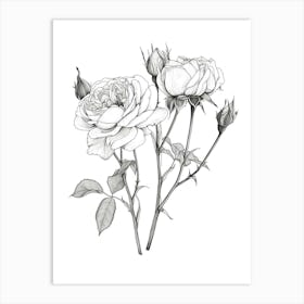 Roses Sketch 26 Art Print