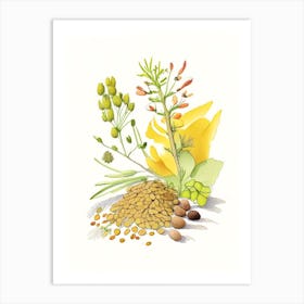 Fenugreek Seed Spices And Herbs Pencil Illustration 2 Art Print