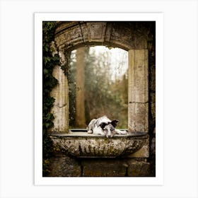 Puppy in the ruins - Beervelde Belgium photo print - moody animal photography art Art Print