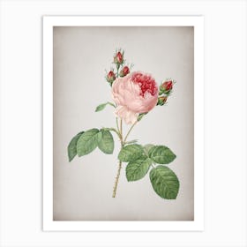 Vintage Pink Cabbage Rose Botanical on Parchment n.0740 Art Print