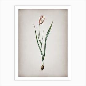 Vintage Lady Tulip Botanical on Parchment n.0086 Art Print