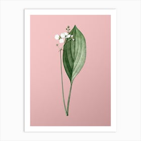 Vintage Bulltongue Arrowhead Botanical on Soft Pink n.0592 Art Print