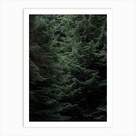 Into The Woods, Pine Trees And Shadows Art Print