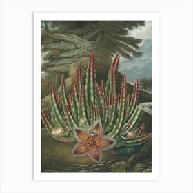 Aloe Vera Art Print