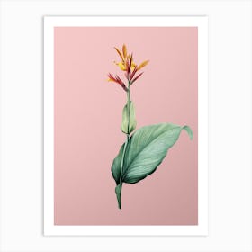 Vintage Indian Shot Botanical on Soft Pink n.0303 Art Print