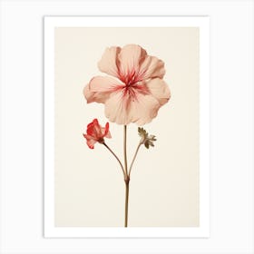 Pressed Flower Botanical Art Geranium 3 Art Print