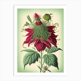 Bee Balm Wildflower Vintage Botanical 1 Art Print