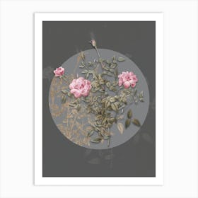 Vintage Botanical Dwarf Rosebush on Circle Gray on Gray n.0036 Art Print