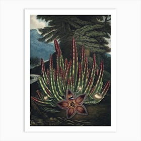 Vintage Thornton 2 Maggot Stapelia Art Print