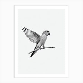Parrot B&W Pencil Drawing 2 Bird Art Print