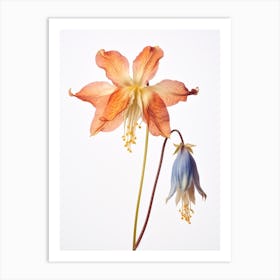 Pressed Wildflower Botanical Art Wild Columbine 1 Art Print