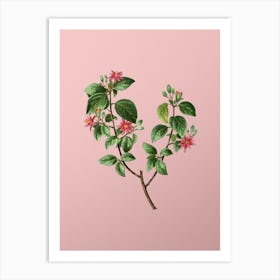 Vintage Crossberry Botanical on Soft Pink n.0474 Art Print
