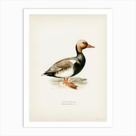 Red Crested Pochard, The Von Wright Brothers Art Print