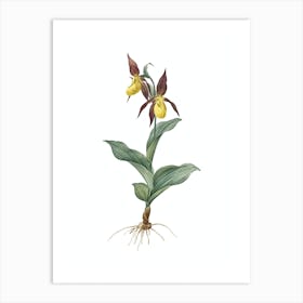Vintage Lady's Slipper Orchid Botanical Illustration on Pure White n.0755 Art Print
