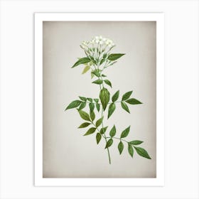 Vintage Jasmin Officinale Flower Botanical on Parchment n.0221 Art Print