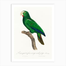 The Cuban Amazon, Male From Natural History Of Parrots, Francois Levaillant Art Print