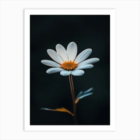 Daisy 15 Art Print