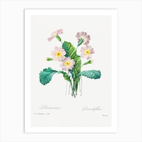 Common Primrose, Pierre Joseph Redouté Art Print