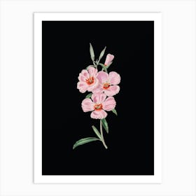 Vintage Pink Ruddy Godetia Botanical Illustration on Solid Black Art Print