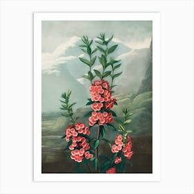 Flowers Of The Mountains Art Print