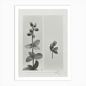 Snapdragon Flower Photo Collage 3 Art Print