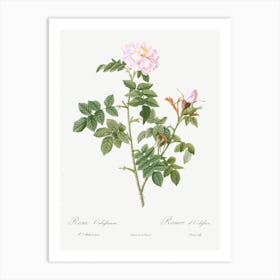 Pale Pink Flower, Pierre Joseph Redoute Art Print
