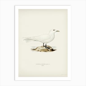 Ivory Gull, The Von Wright Brothers Art Print