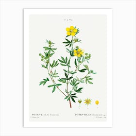 Potentilla Frutescens, Pierre Joseph Redoute Art Print