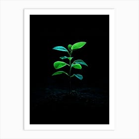 Small Green Plant In The Dark Art Print