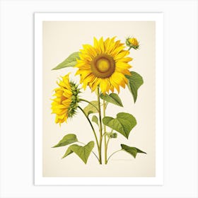 Sunflowers Flower Vintage Botanical 3 Art Print