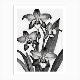 Catasetum Orchids Ink 1 Art Print