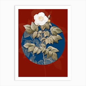 Vintage Botanical Leschenault's Rose on Circle Blue on Red n.0240 Art Print