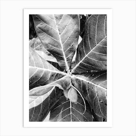 Black And White Leaf 1 Art Print