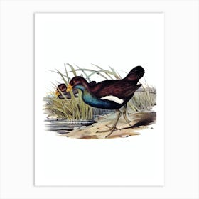 Vintage Tasmanian Nativehen Bird Illustration on Pure White n.0415 Art Print