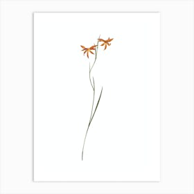 Vintage Gladiolus Watsonius Botanical Illustration on Pure White Art Print