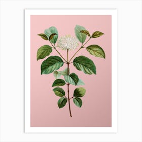 Vintage Common Dogwood Botanical on Soft Pink n.0943 Art Print