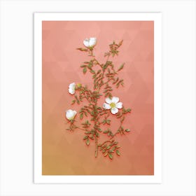 Vintage Hedge Rose Botanical Art on Peach Pink n.0966 Art Print