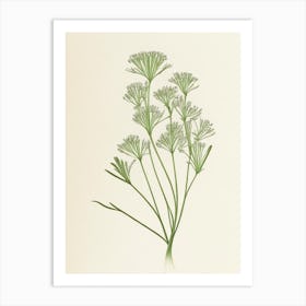 Caraway Herb Pencil Colour Art Print