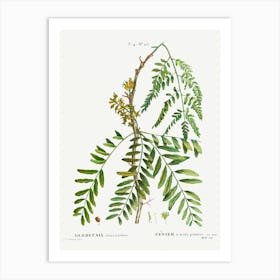 Honey Locust, Pierre Joseph Redoute Art Print