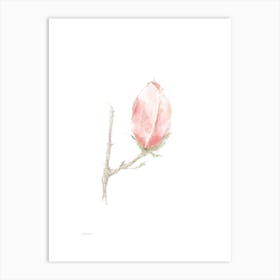 Magnolia A Art Print