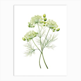 Dill Vintage Botanical Herbs 0 Art Print