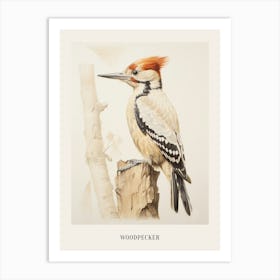 Vintage Bird Drawing Woodpecker 1 Poster Art Print