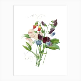 Vintage Sweet Pea Botanical Illustration on Pure White n.0829 Art Print