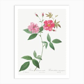 Hudson Rosehip With Climbing Stems, Pierre Joseph Redoute Art Print