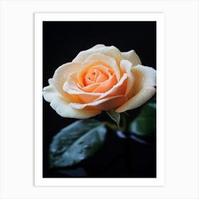 Peach Rose On Black Background 5 Art Print